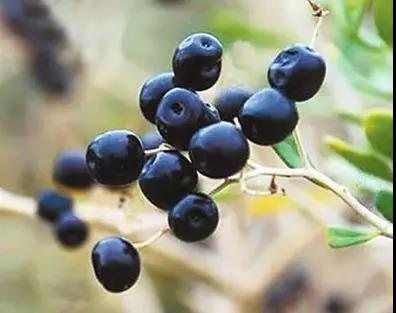 護(hù)眼食物沒少吃，為何眼睛不見好？