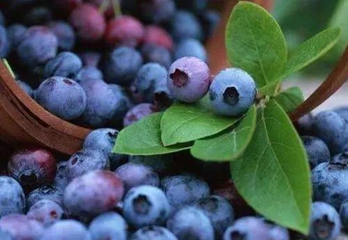 眼睛干澀吃什么水果好？