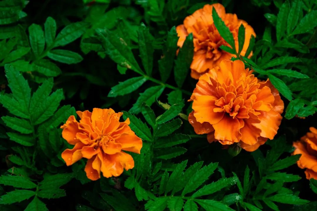 好視力眼貼分享：“眼黃金”葉黃素，教您這么補