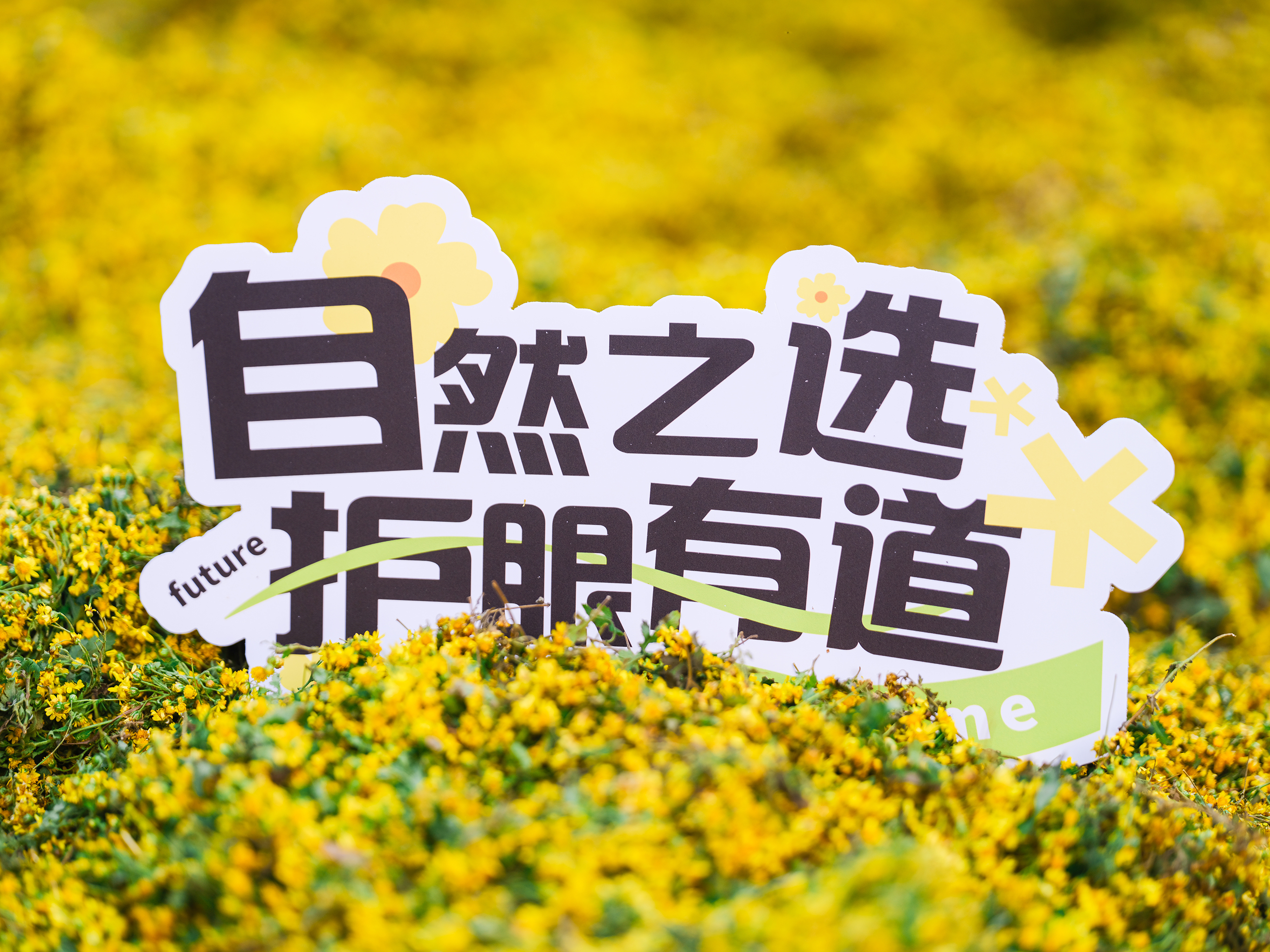 #好視力眼貼，【源】來(lái)真的好—野菊花道地溯源之旅精彩放送